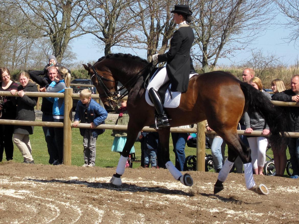 Bøgegårdens Laurino DVH 888 billede 37