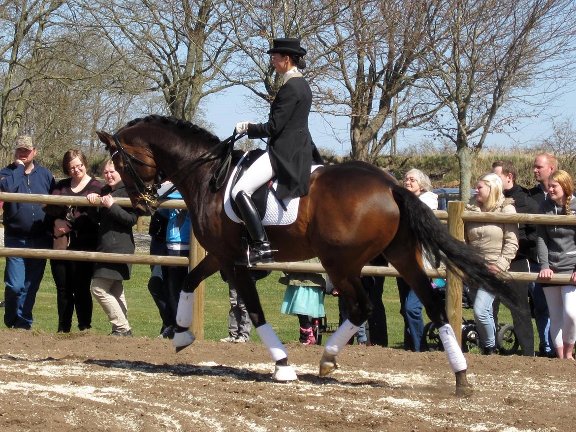 Bøgegårdens Laurino DVH 888 billede 38