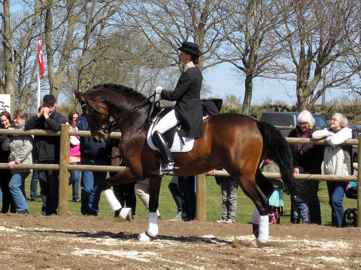 Bøgegårdens Laurino DVH 888 billede 39