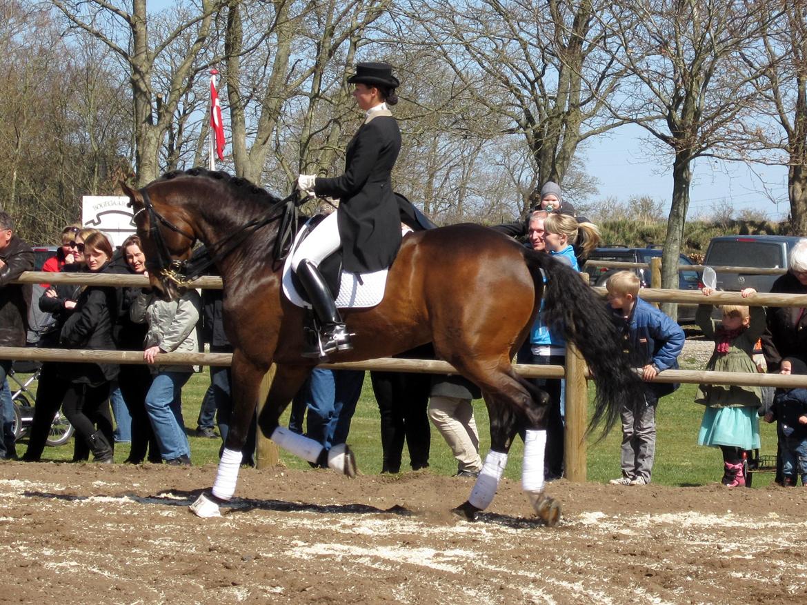 Bøgegårdens Laurino DVH 888 billede 40