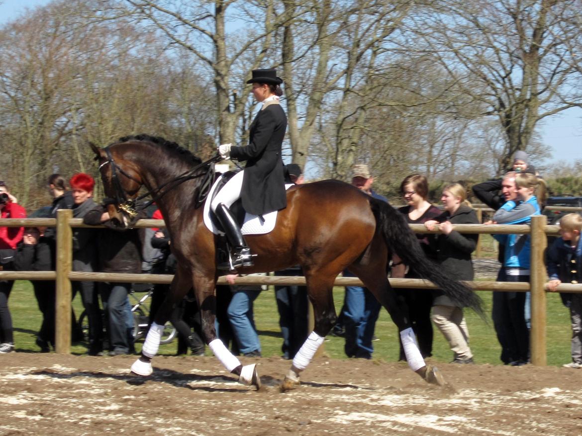 Bøgegårdens Laurino DVH 888 billede 41
