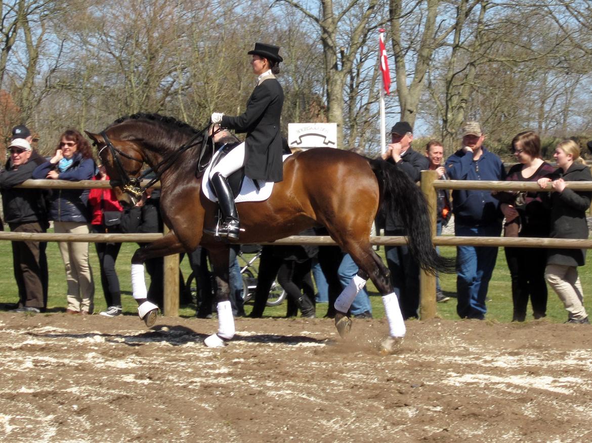 Bøgegårdens Laurino DVH 888 billede 42