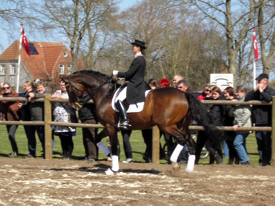 Bøgegårdens Laurino DVH 888 billede 43