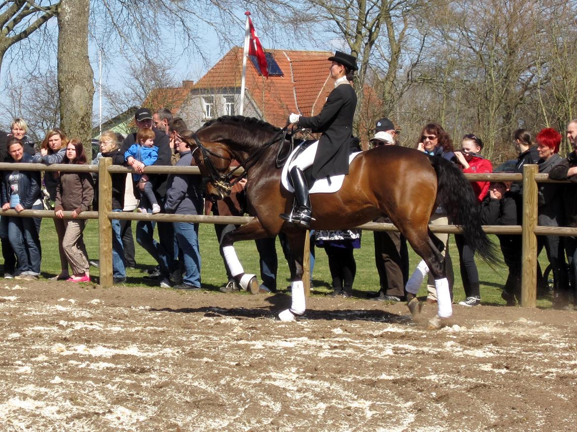 Bøgegårdens Laurino DVH 888 billede 44