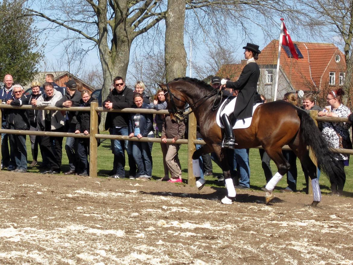 Bøgegårdens Laurino DVH 888 billede 45