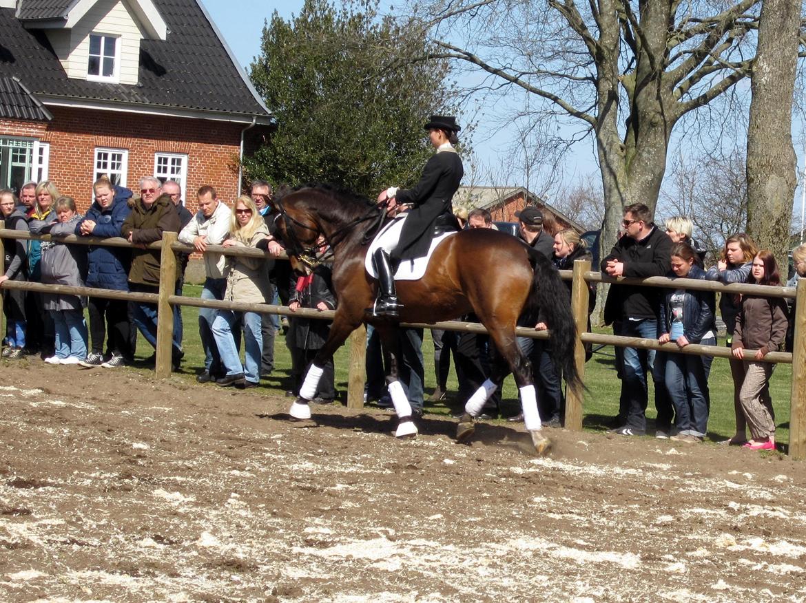 Bøgegårdens Laurino DVH 888 billede 46