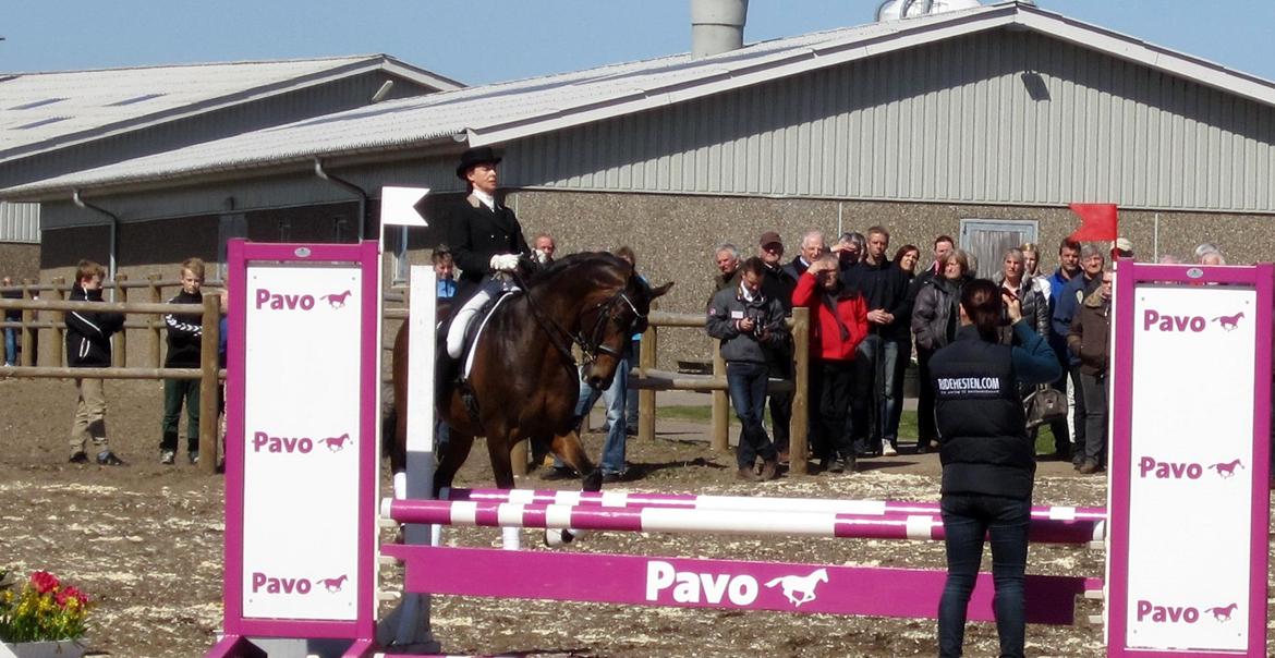 Bøgegårdens Laurino DVH 888 billede 47