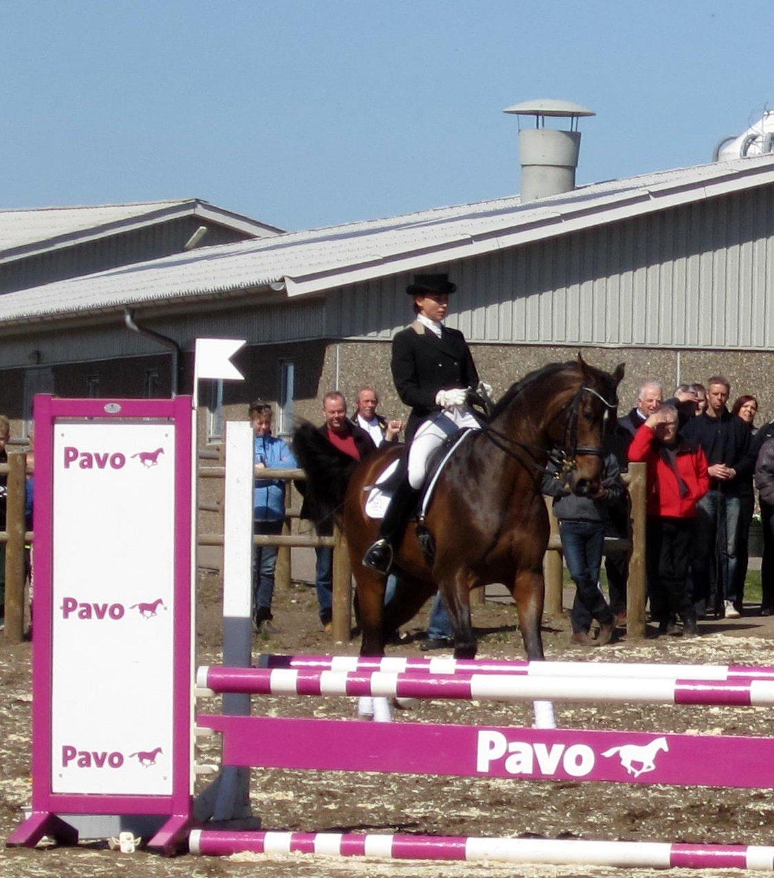 Bøgegårdens Laurino DVH 888 billede 48