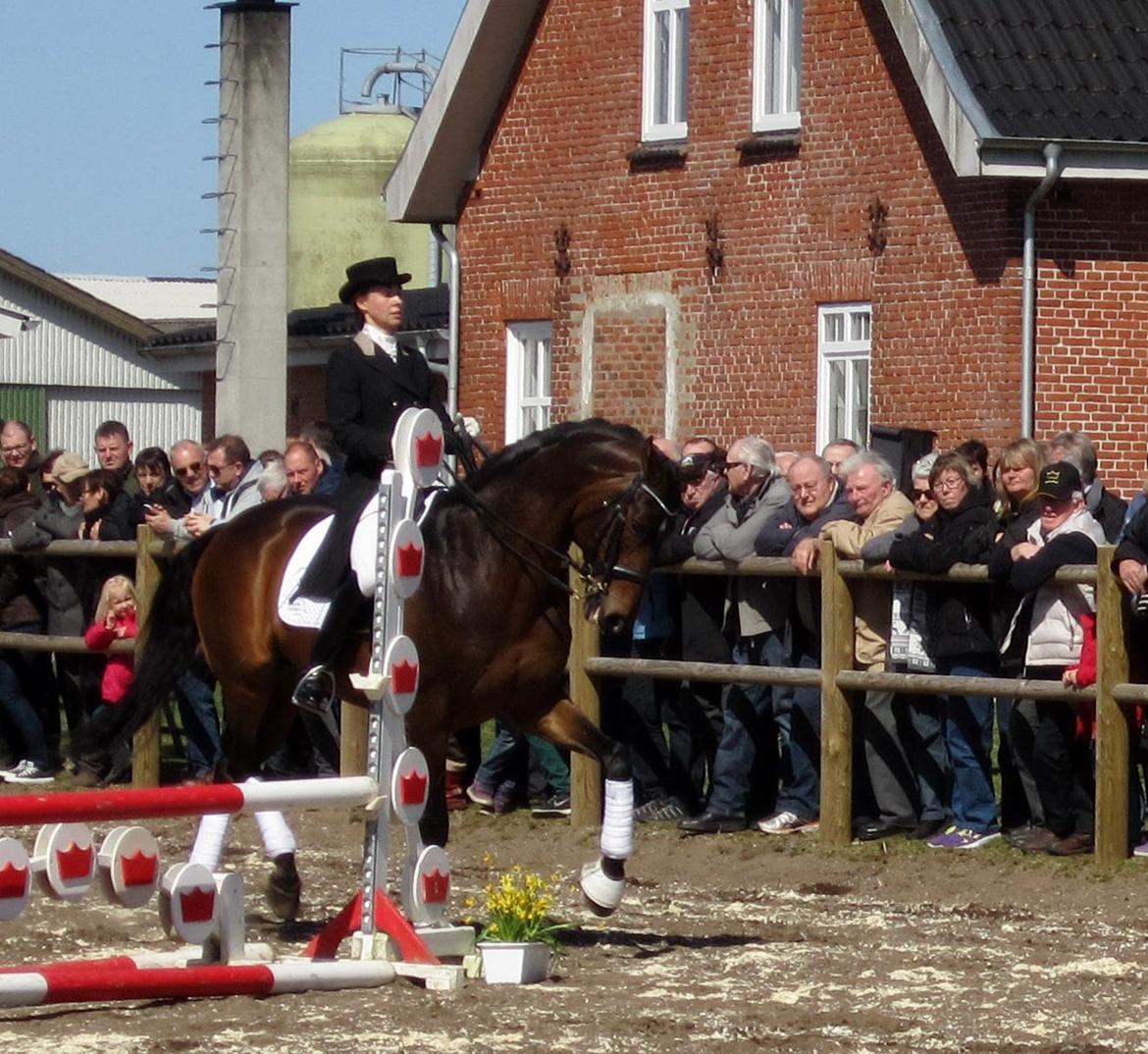 Bøgegårdens Laurino DVH 888 billede 49