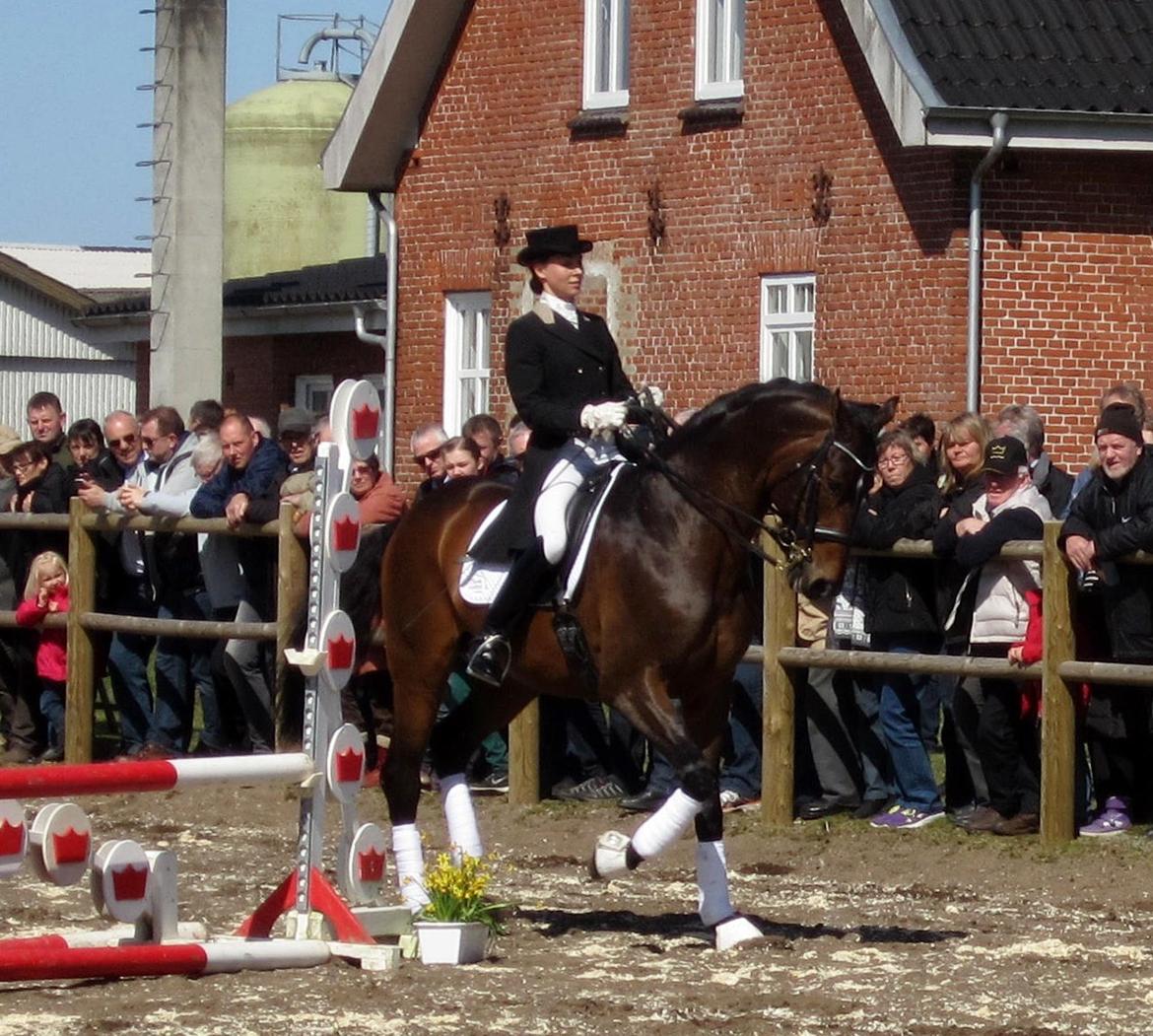 Bøgegårdens Laurino DVH 888 billede 50