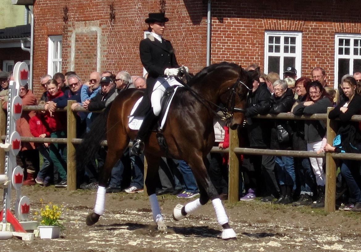 Bøgegårdens Laurino DVH 888 billede 51