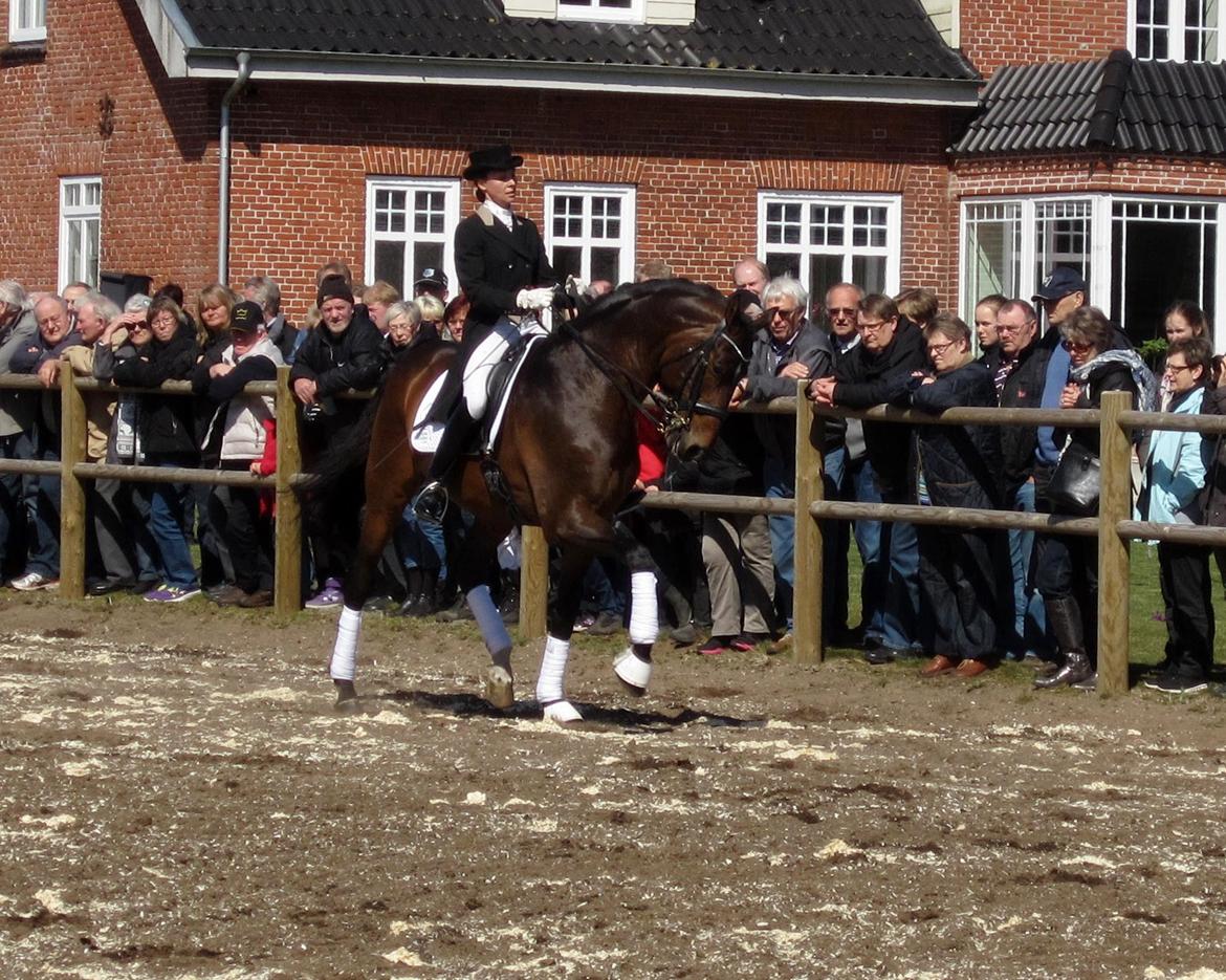 Bøgegårdens Laurino DVH 888 billede 52