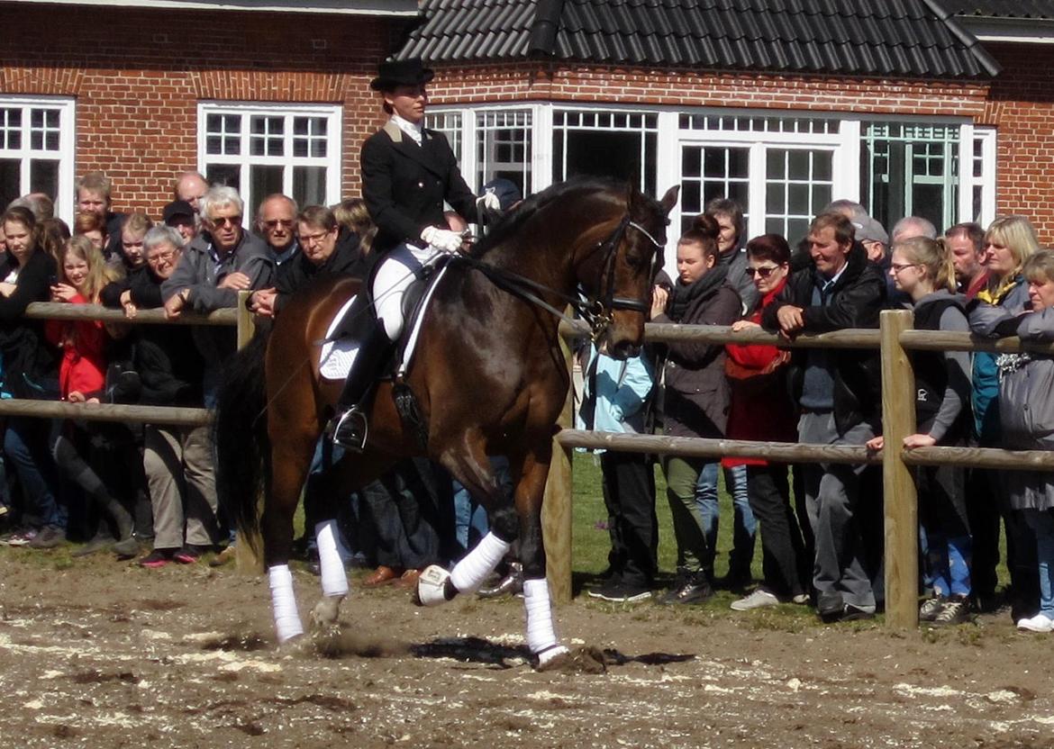 Bøgegårdens Laurino DVH 888 billede 53