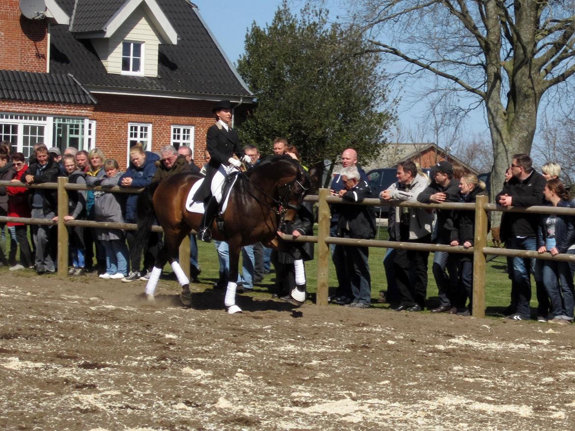 Bøgegårdens Laurino DVH 888 billede 54
