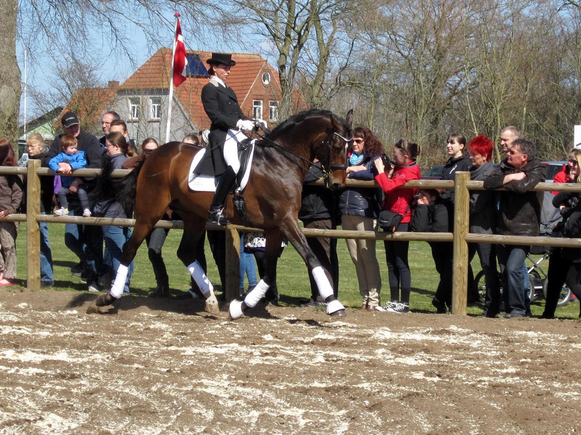 Bøgegårdens Laurino DVH 888 billede 55