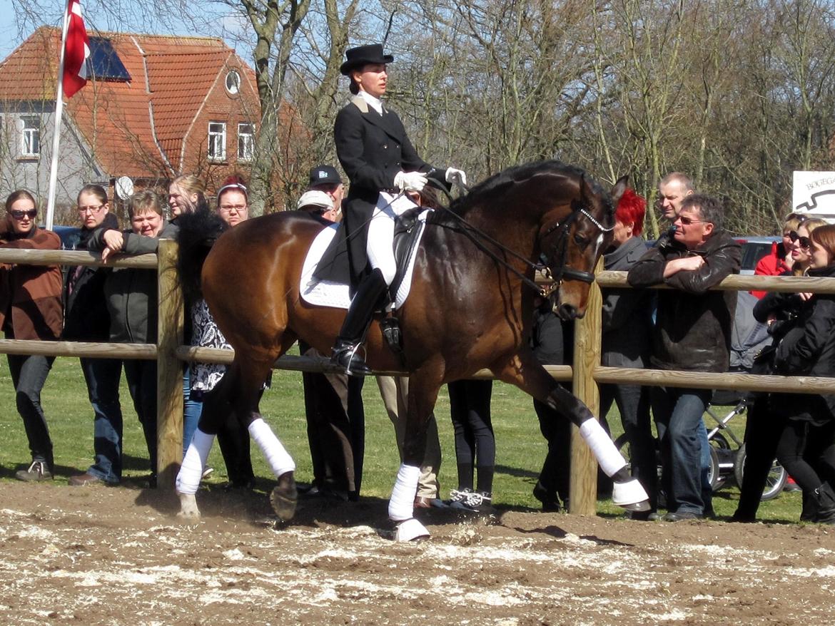 Bøgegårdens Laurino DVH 888 billede 56