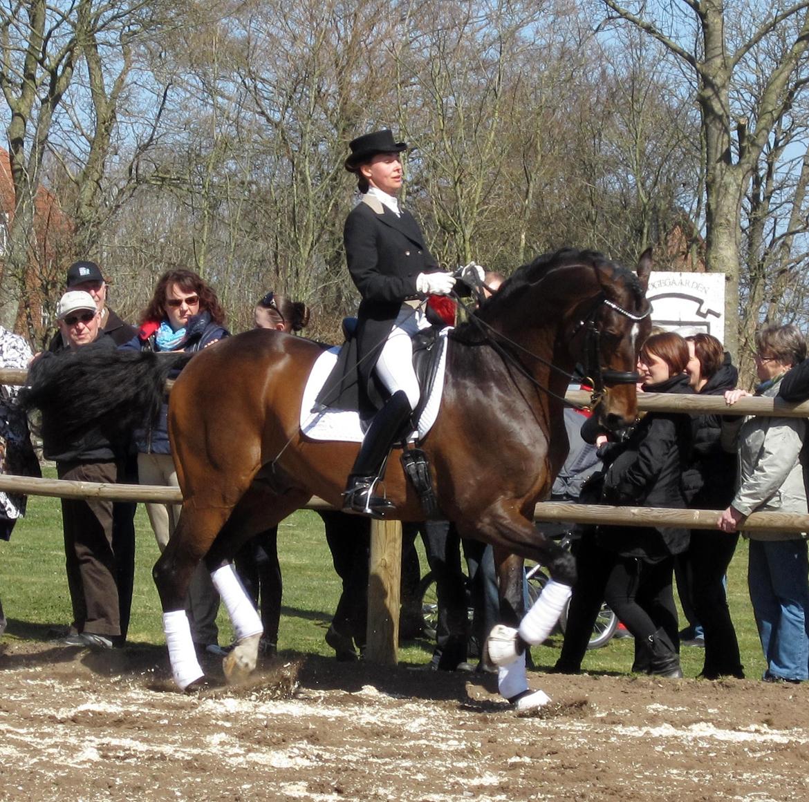 Bøgegårdens Laurino DVH 888 billede 57