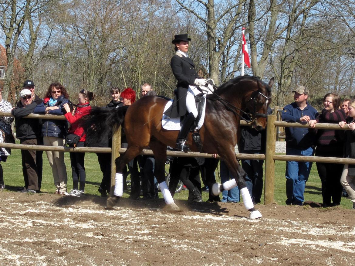 Bøgegårdens Laurino DVH 888 billede 58
