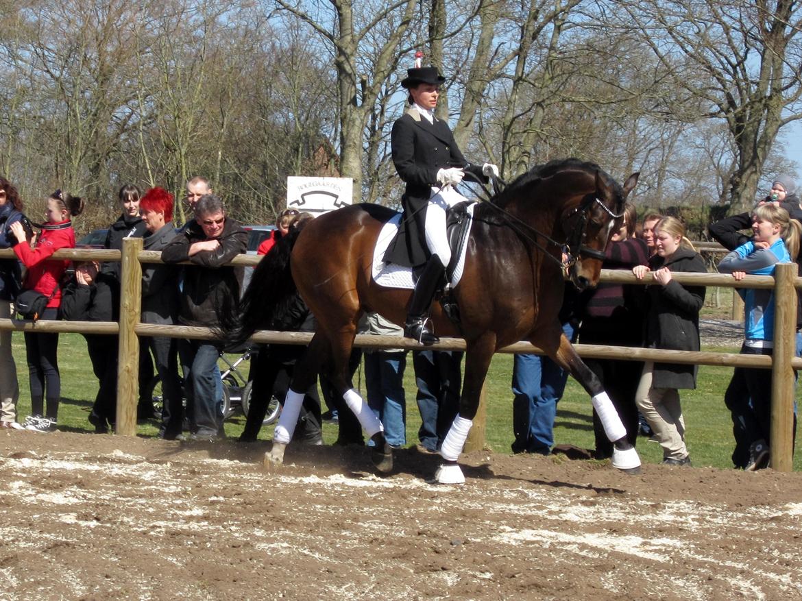 Bøgegårdens Laurino DVH 888 billede 59