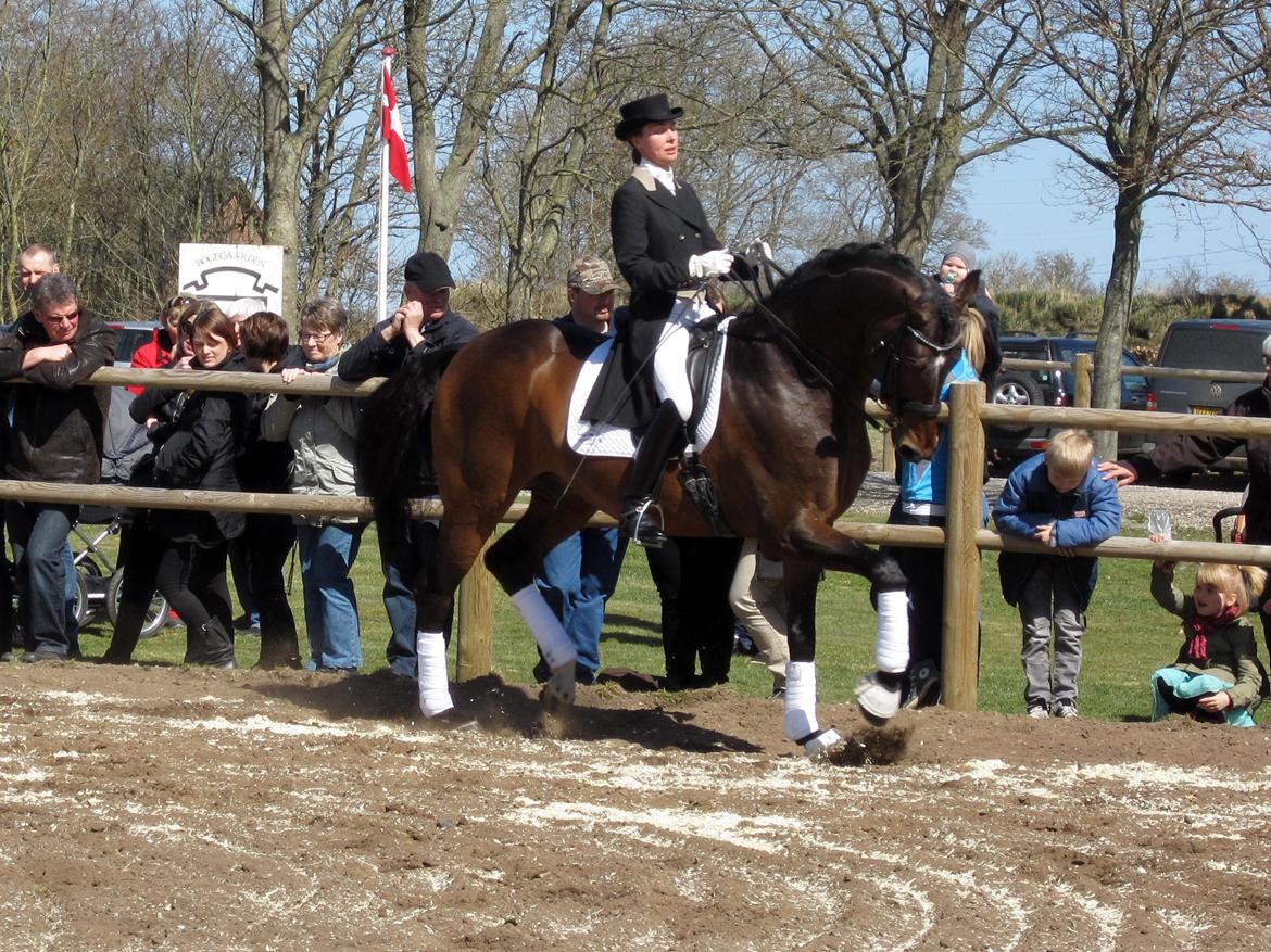 Bøgegårdens Laurino DVH 888 billede 60
