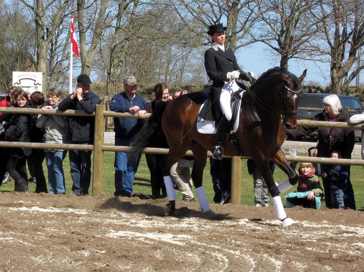 Bøgegårdens Laurino DVH 888 billede 61