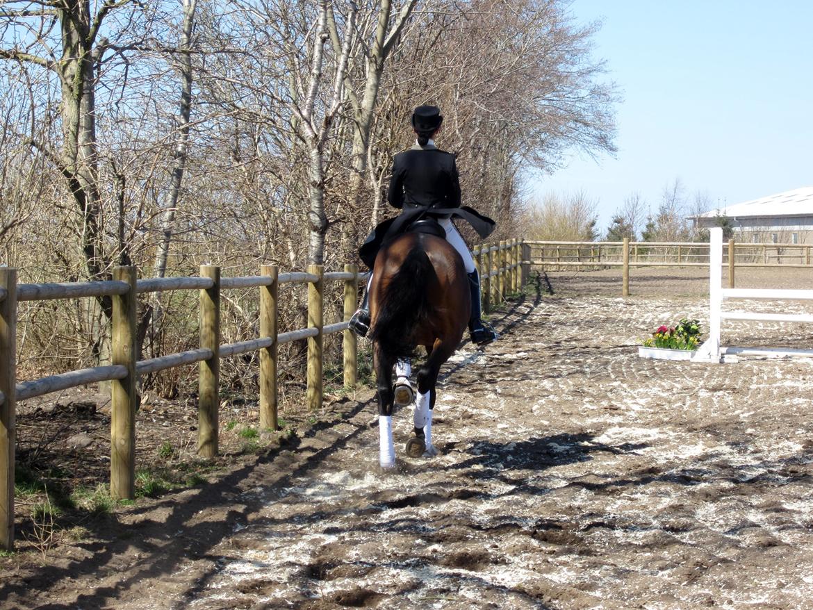 Bøgegårdens Laurino DVH 888 billede 62
