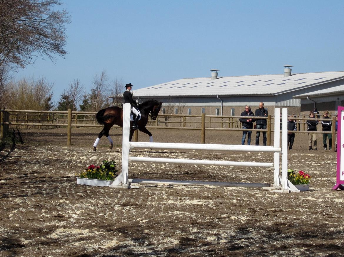 Bøgegårdens Laurino DVH 888 billede 63