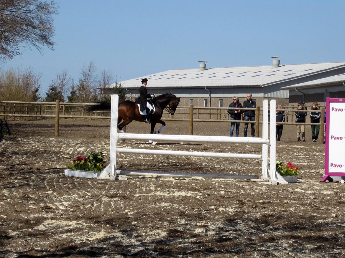 Bøgegårdens Laurino DVH 888 billede 64