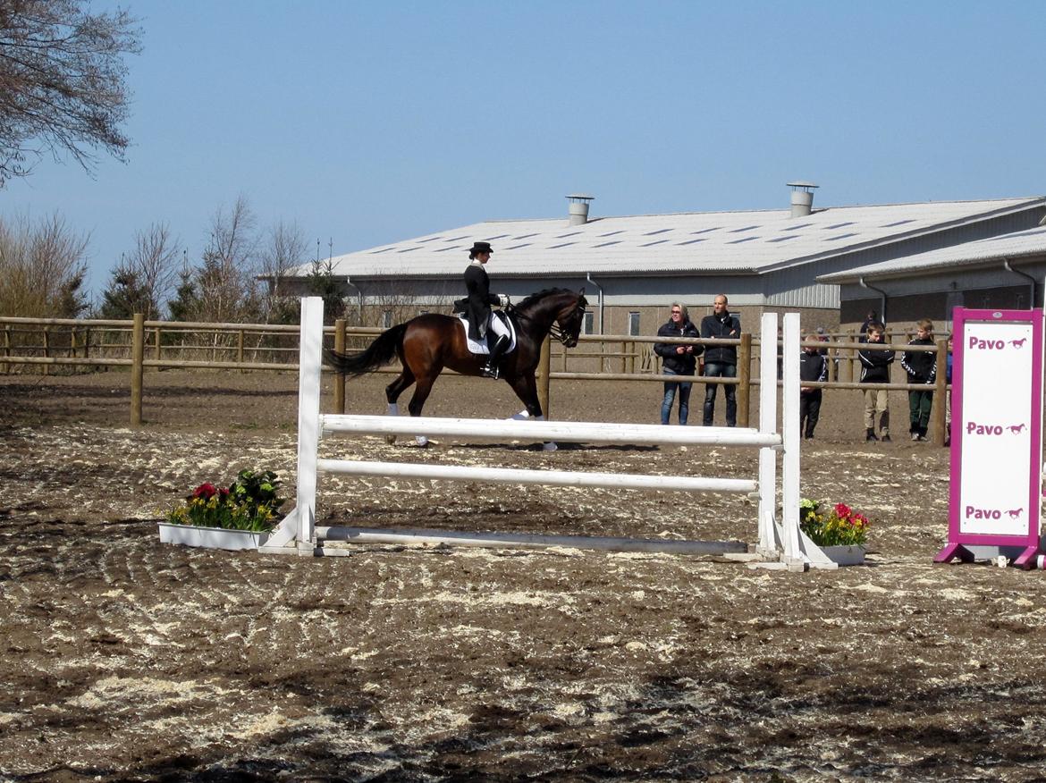 Bøgegårdens Laurino DVH 888 billede 65