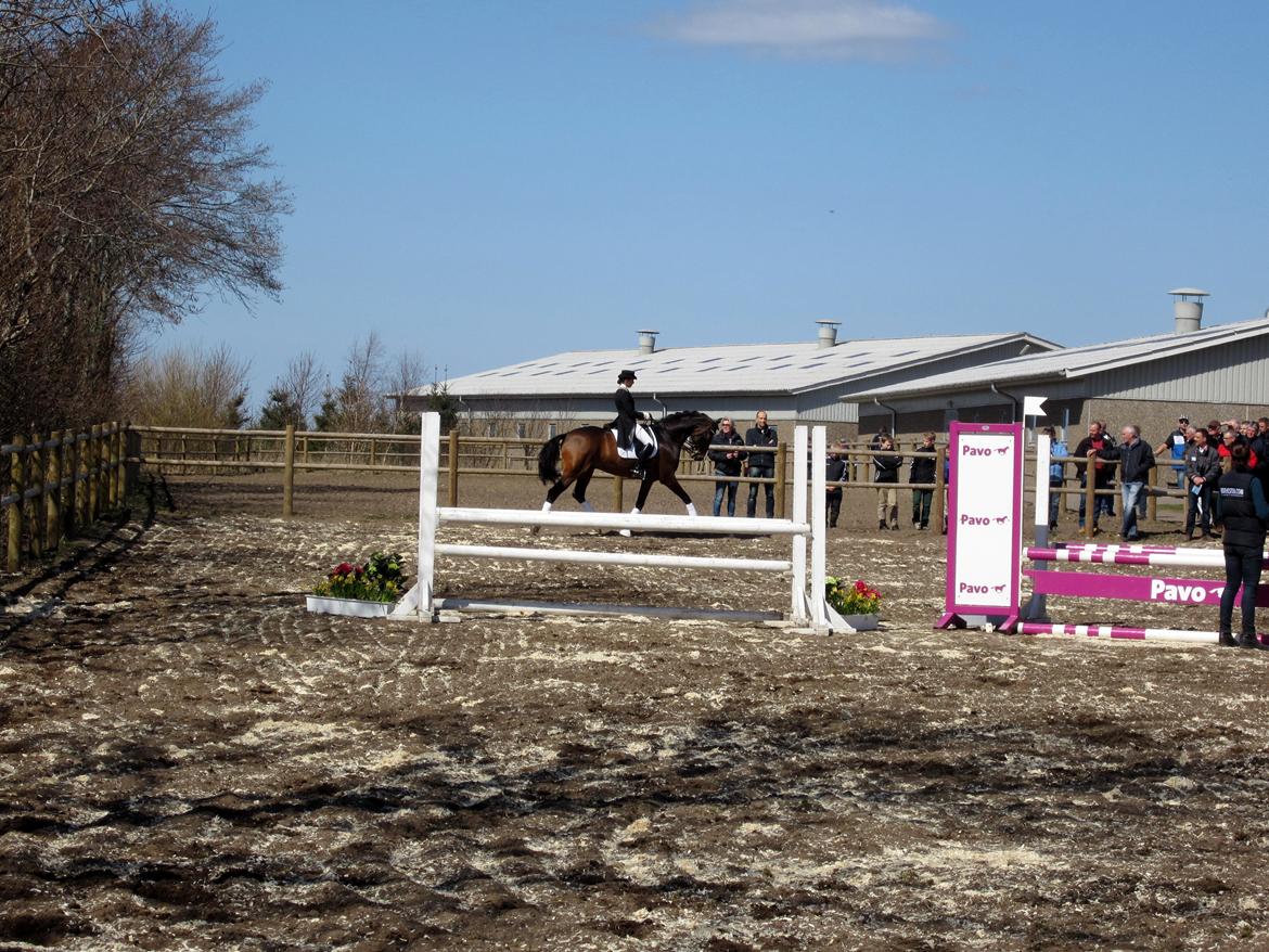 Bøgegårdens Laurino DVH 888 billede 66