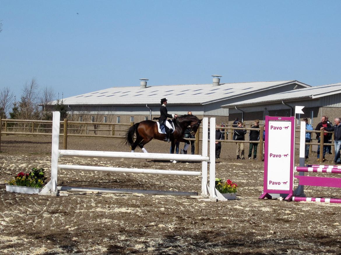 Bøgegårdens Laurino DVH 888 billede 67