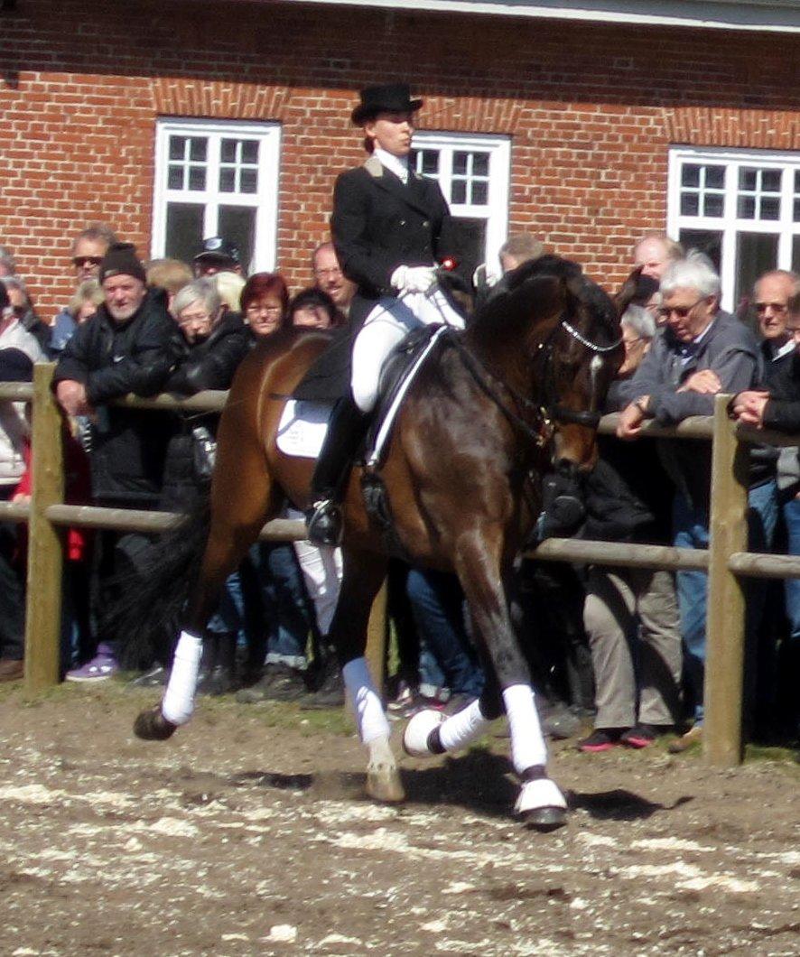 Bøgegårdens Laurino DVH 888 billede 68