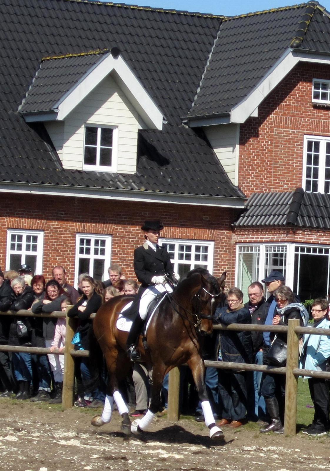 Bøgegårdens Laurino DVH 888 billede 69