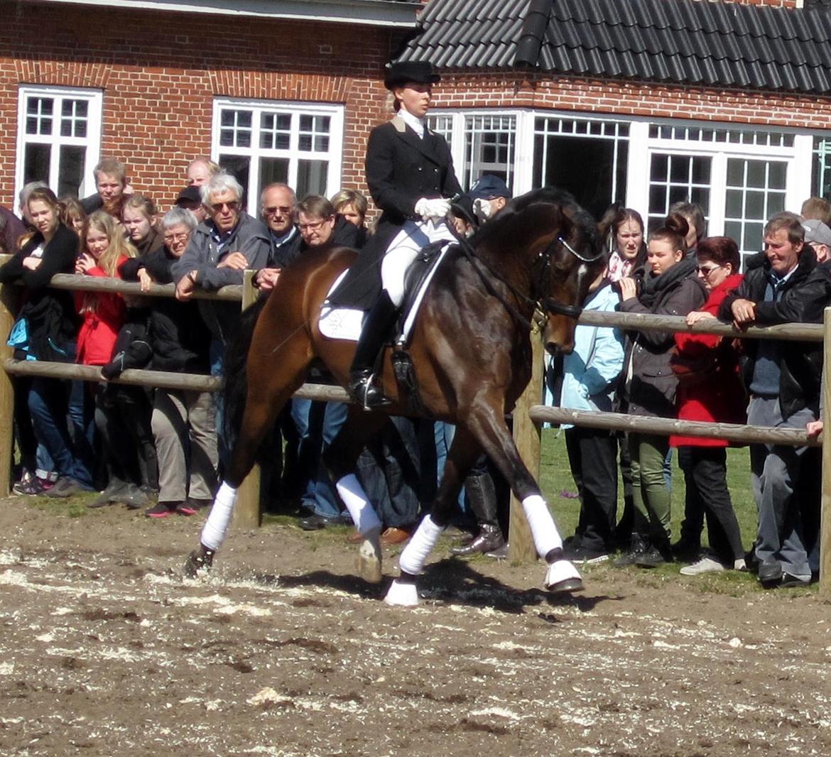 Bøgegårdens Laurino DVH 888 billede 70