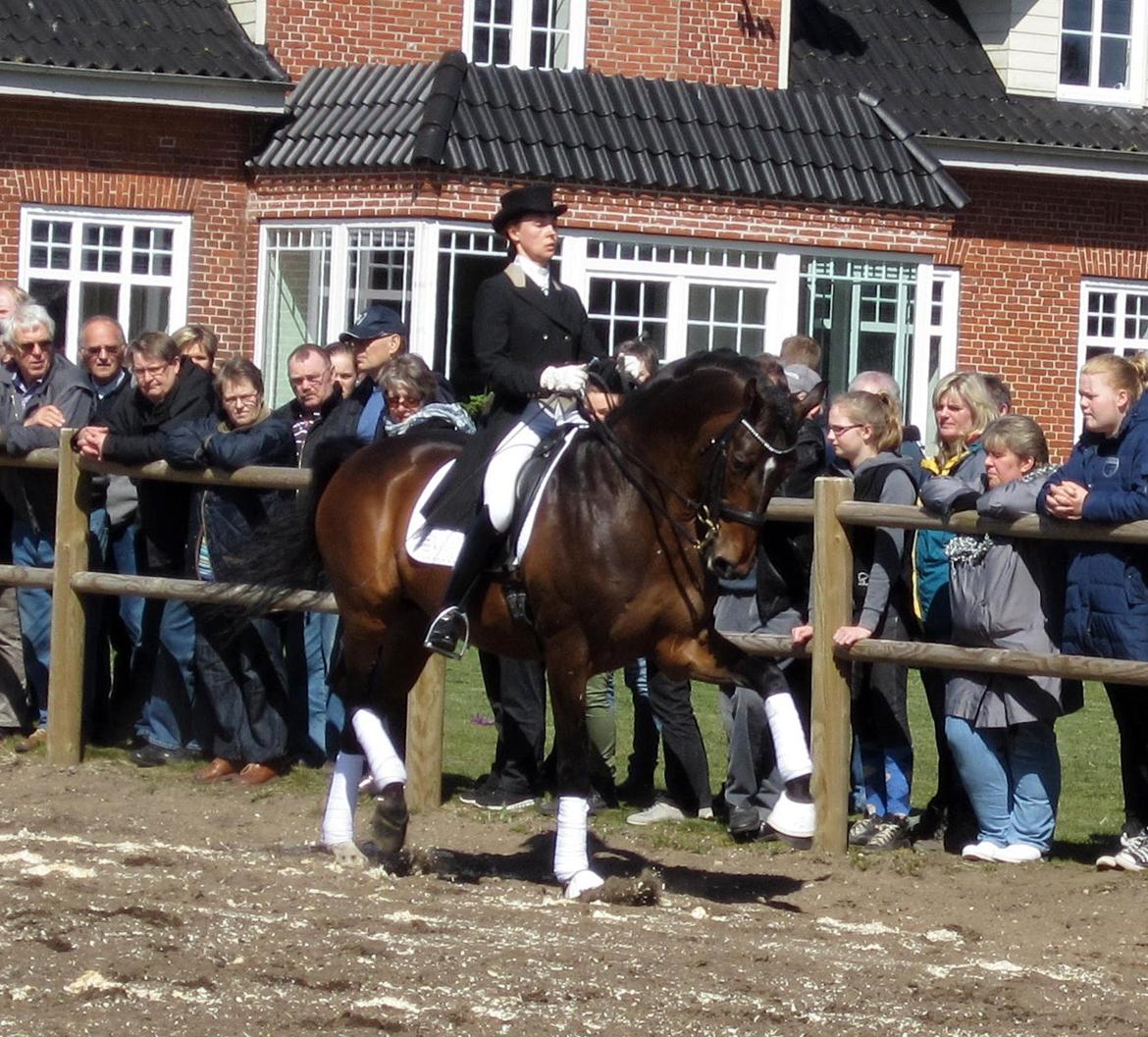 Bøgegårdens Laurino DVH 888 billede 71