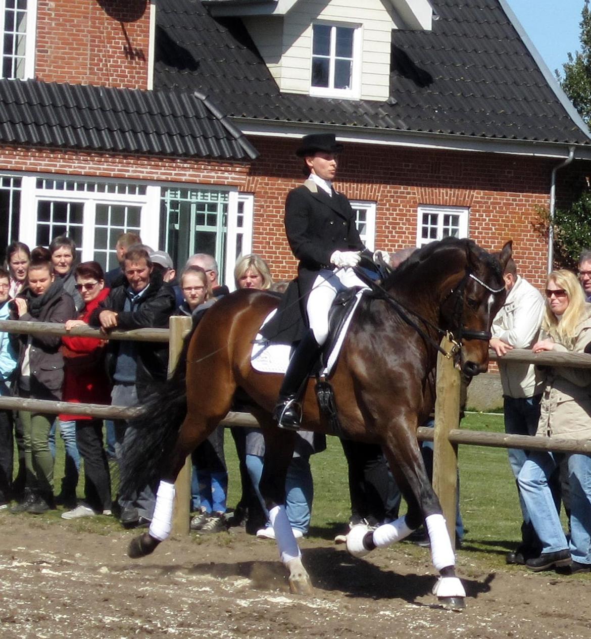 Bøgegårdens Laurino DVH 888 billede 72