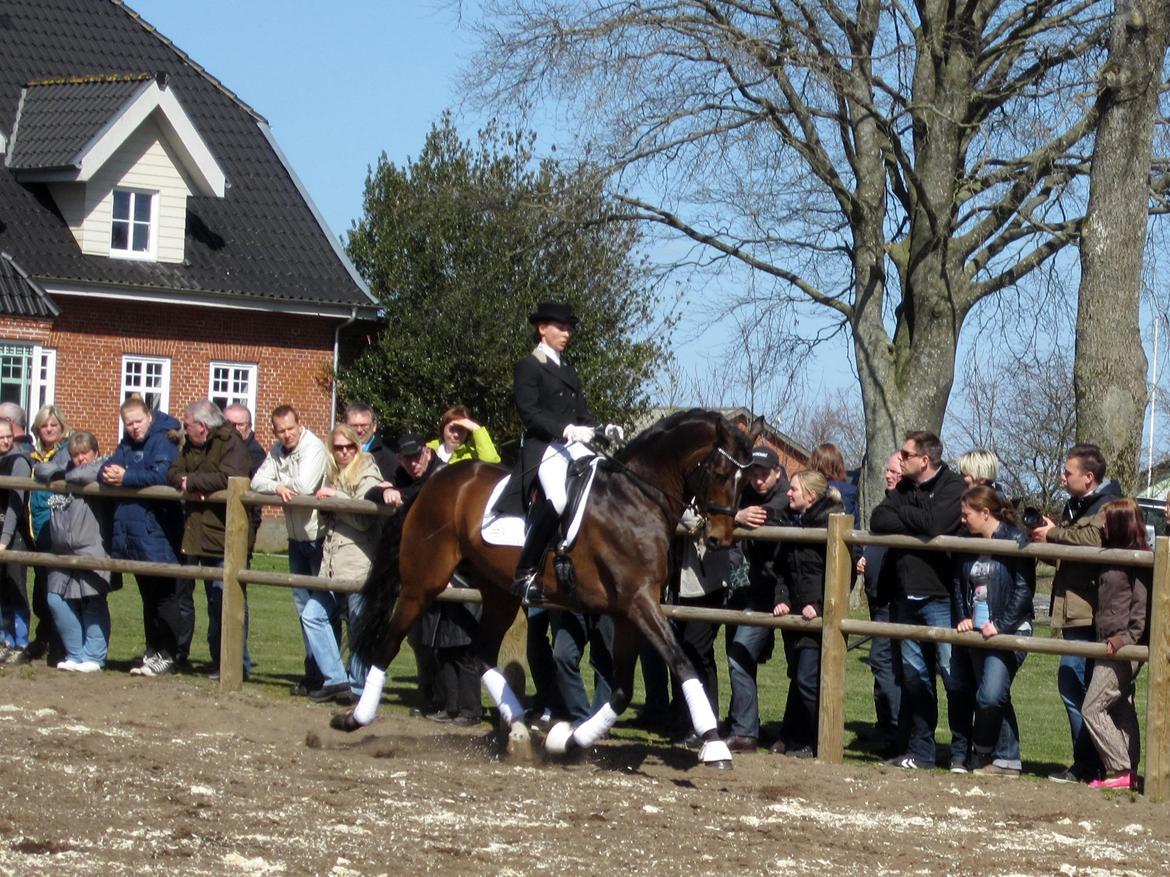 Bøgegårdens Laurino DVH 888 billede 73