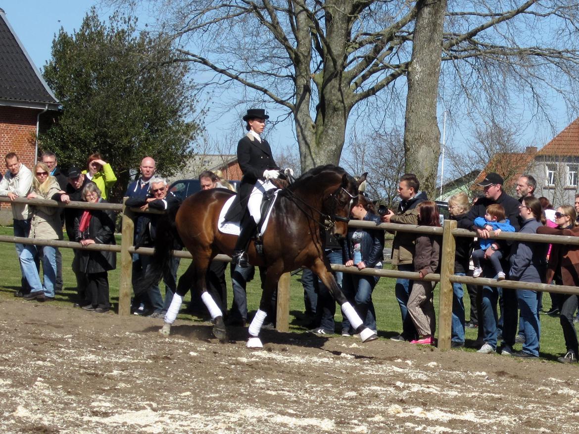 Bøgegårdens Laurino DVH 888 billede 74