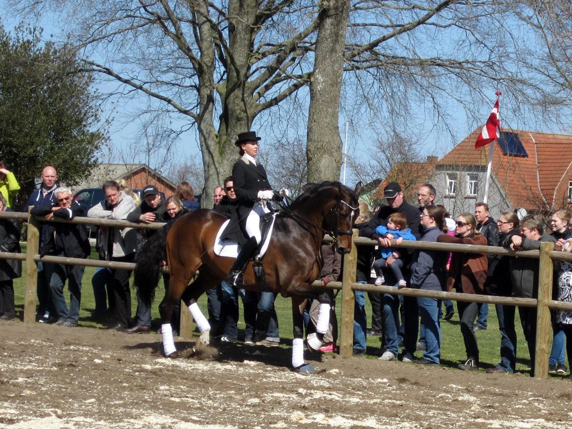 Bøgegårdens Laurino DVH 888 billede 75