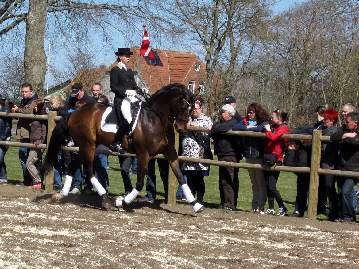 Bøgegårdens Laurino DVH 888 billede 76