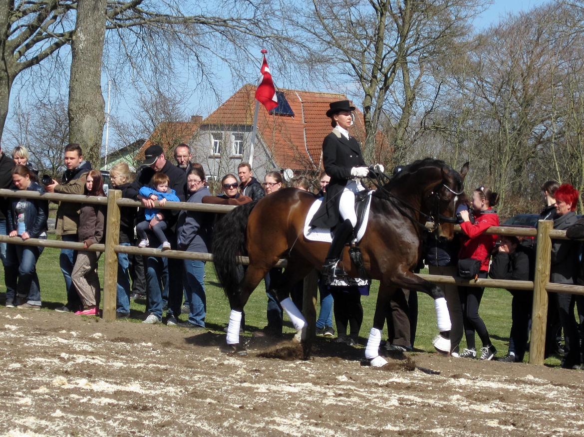 Bøgegårdens Laurino DVH 888 billede 77