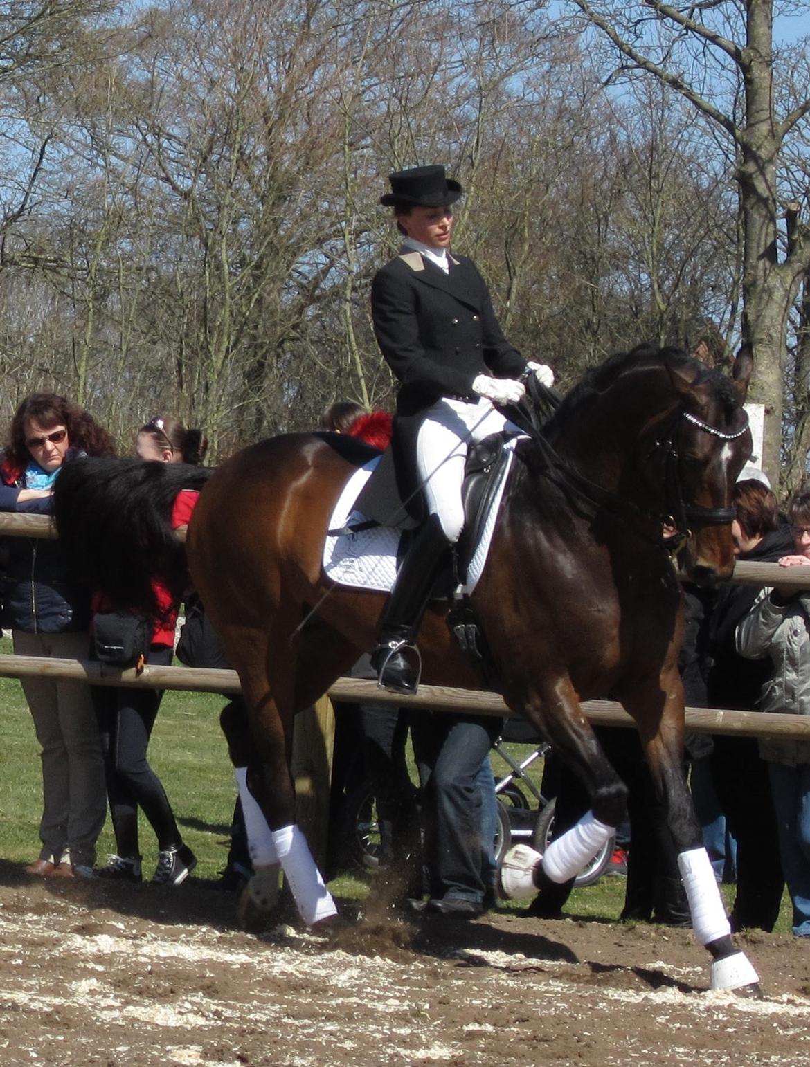 Bøgegårdens Laurino DVH 888 billede 78