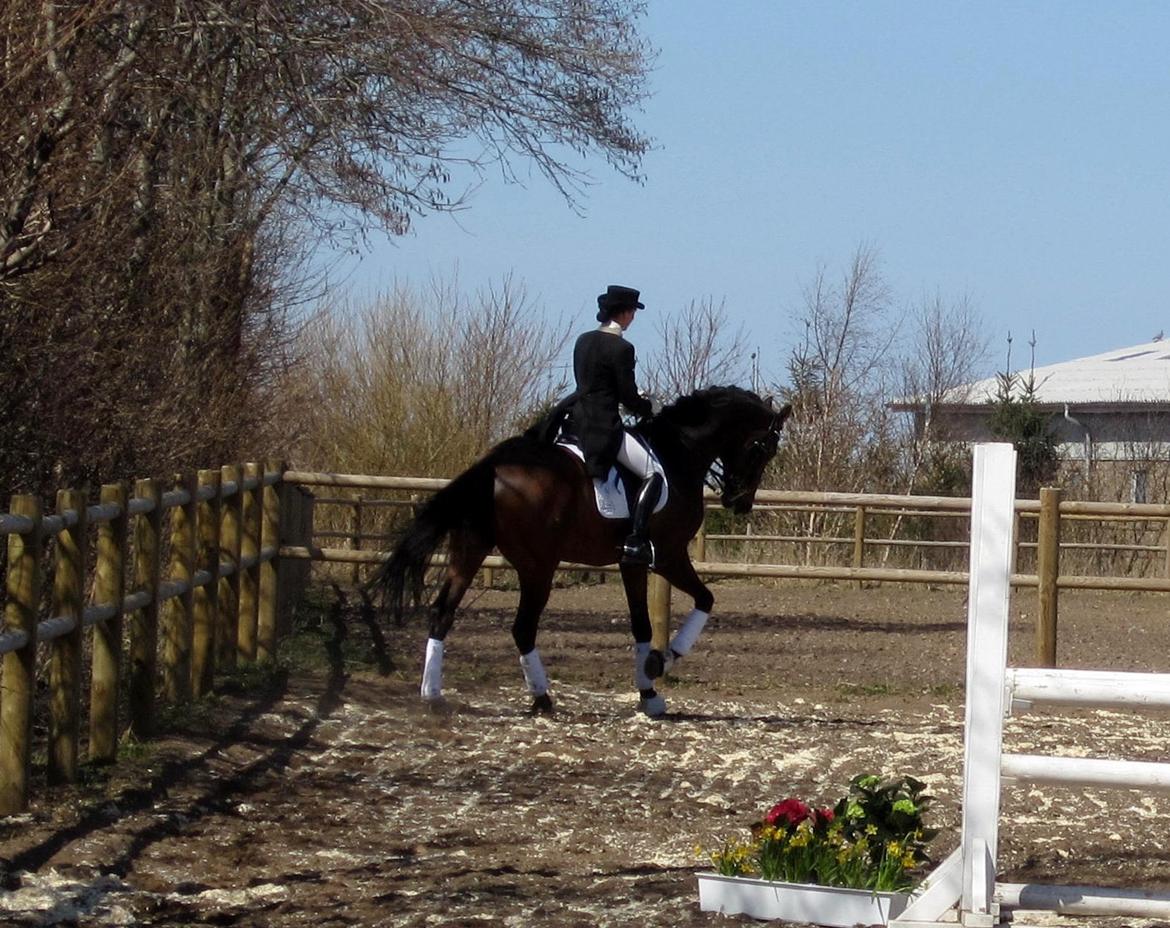 Bøgegårdens Laurino DVH 888 billede 79