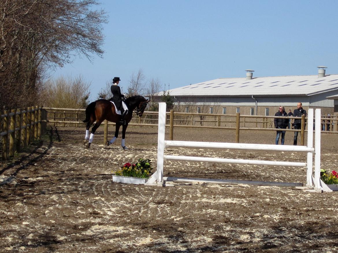 Bøgegårdens Laurino DVH 888 billede 80