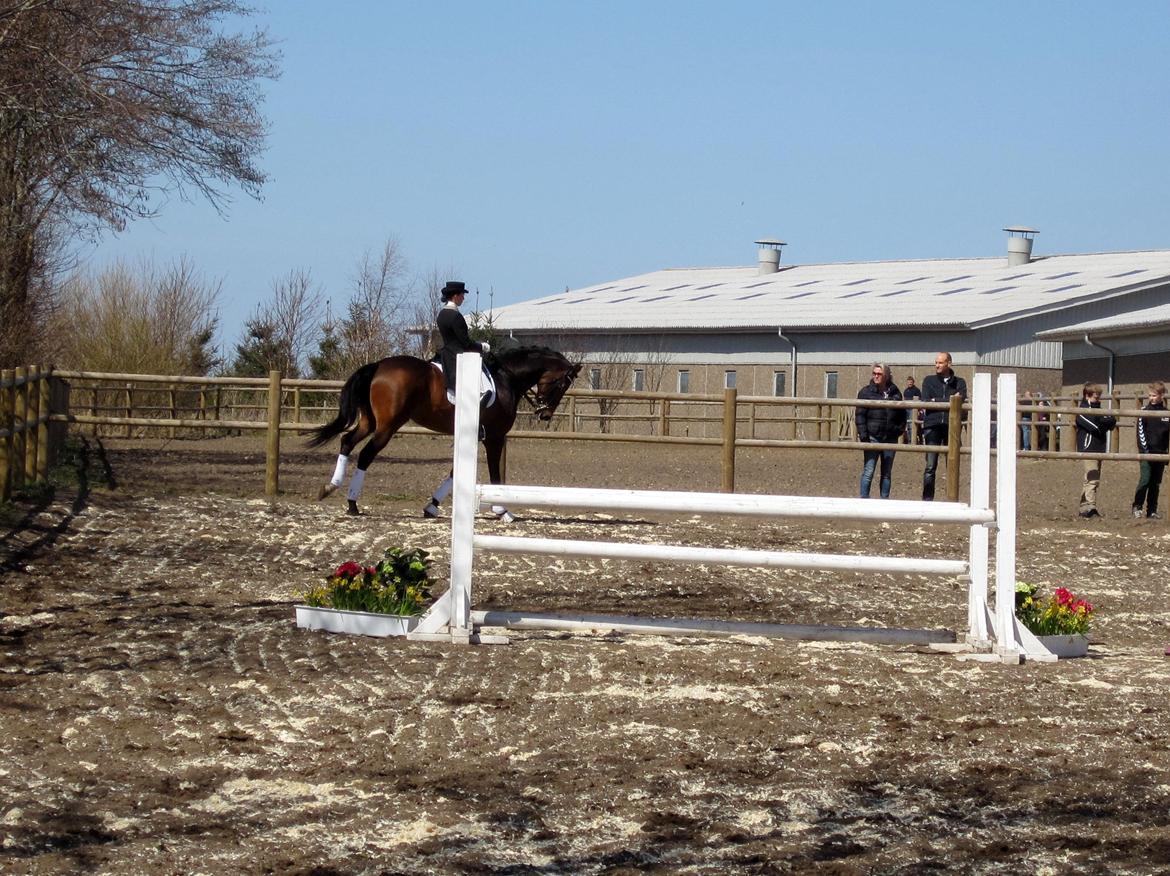 Bøgegårdens Laurino DVH 888 billede 81