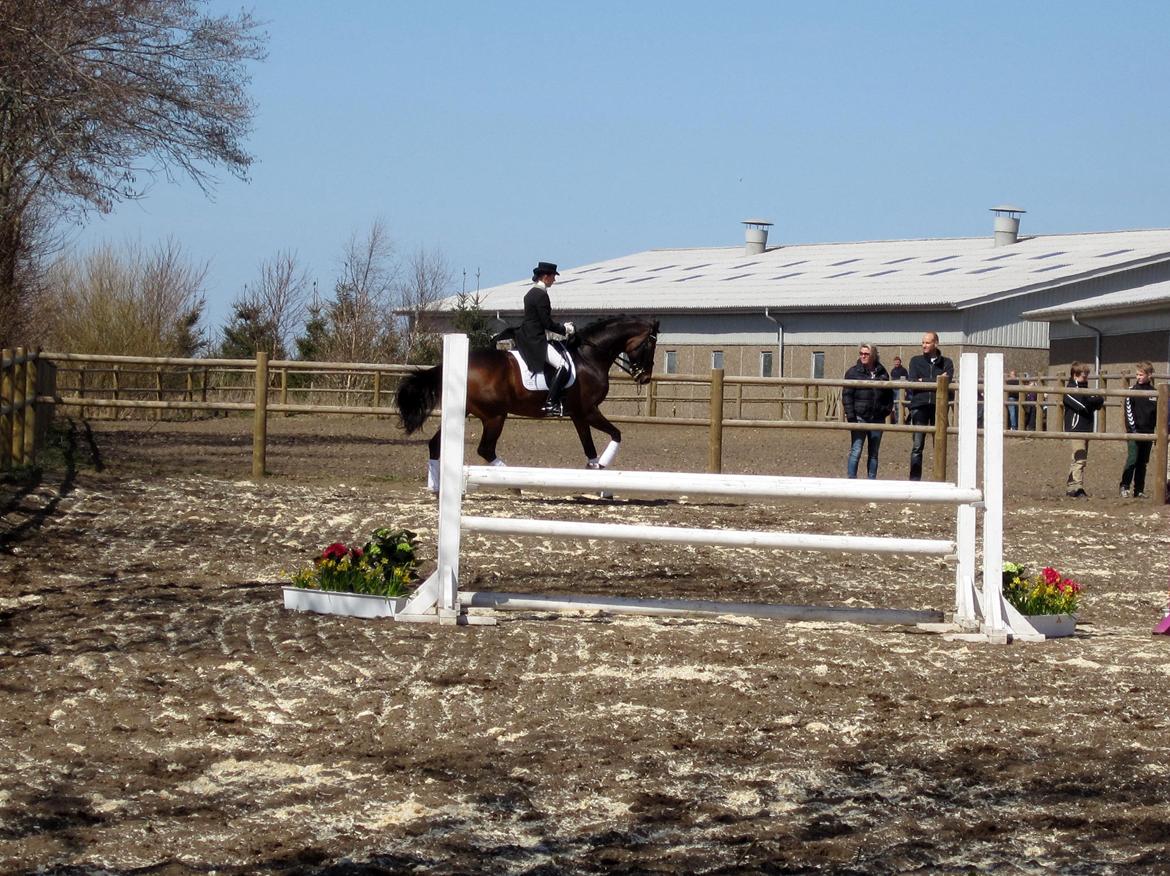 Bøgegårdens Laurino DVH 888 billede 82