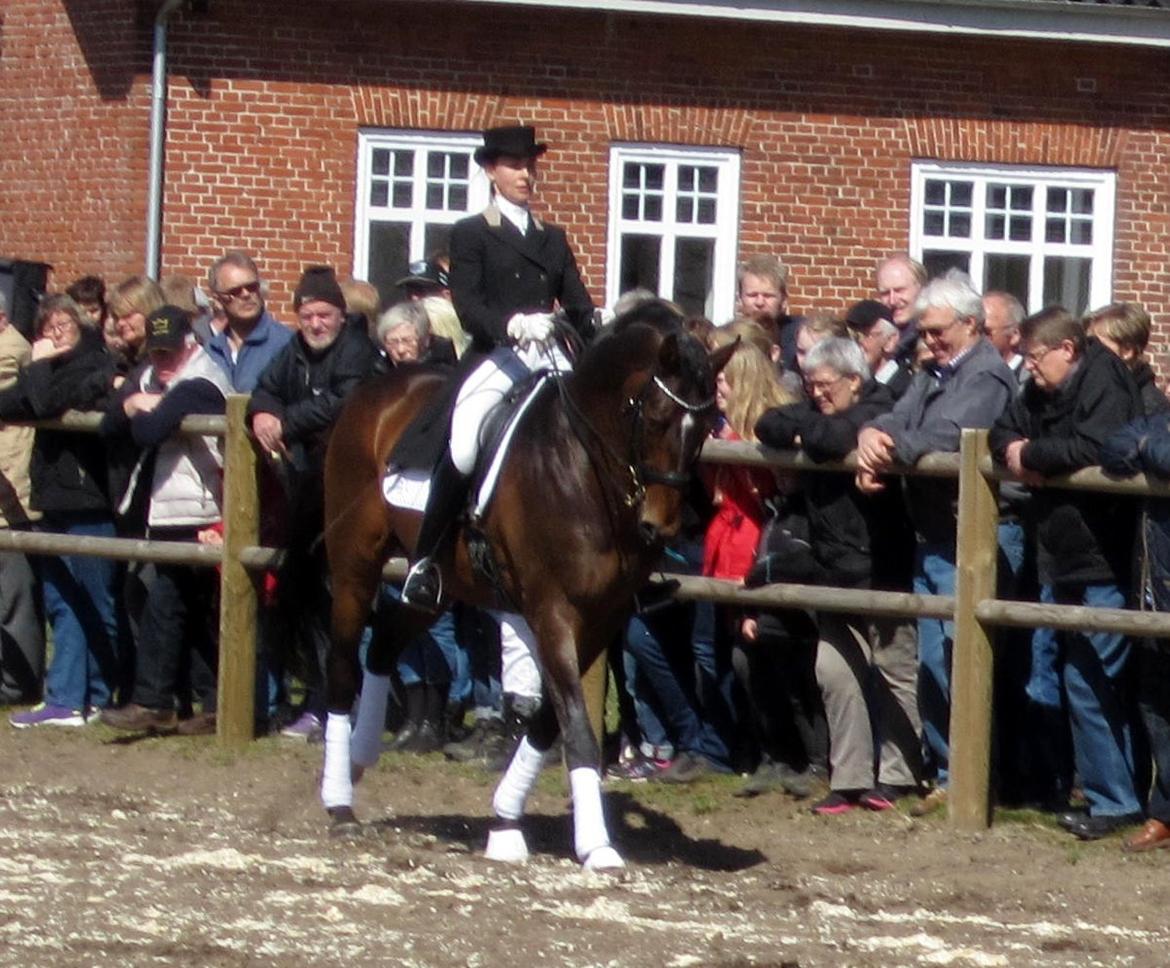 Bøgegårdens Laurino DVH 888 billede 83