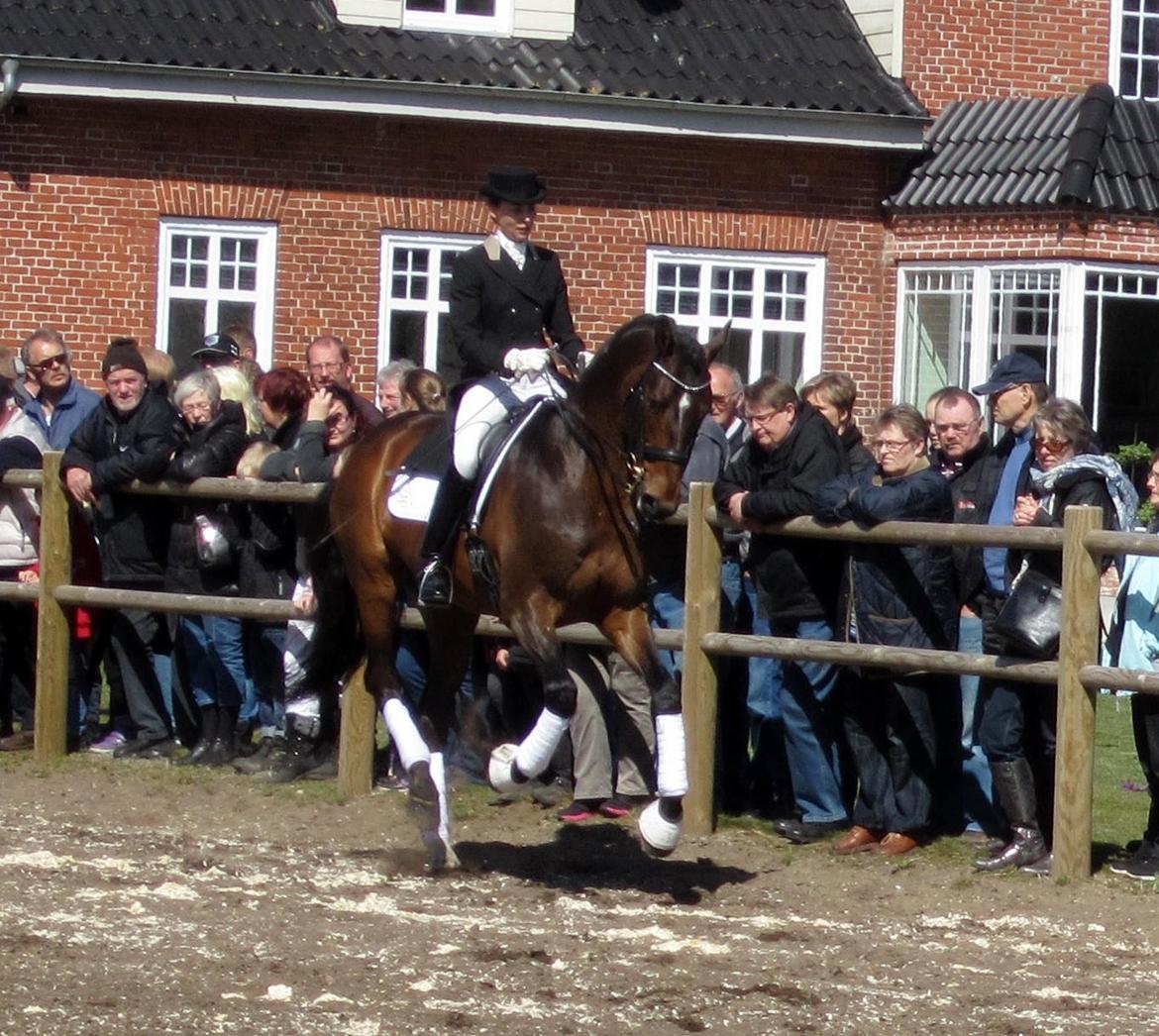 Bøgegårdens Laurino DVH 888 billede 84