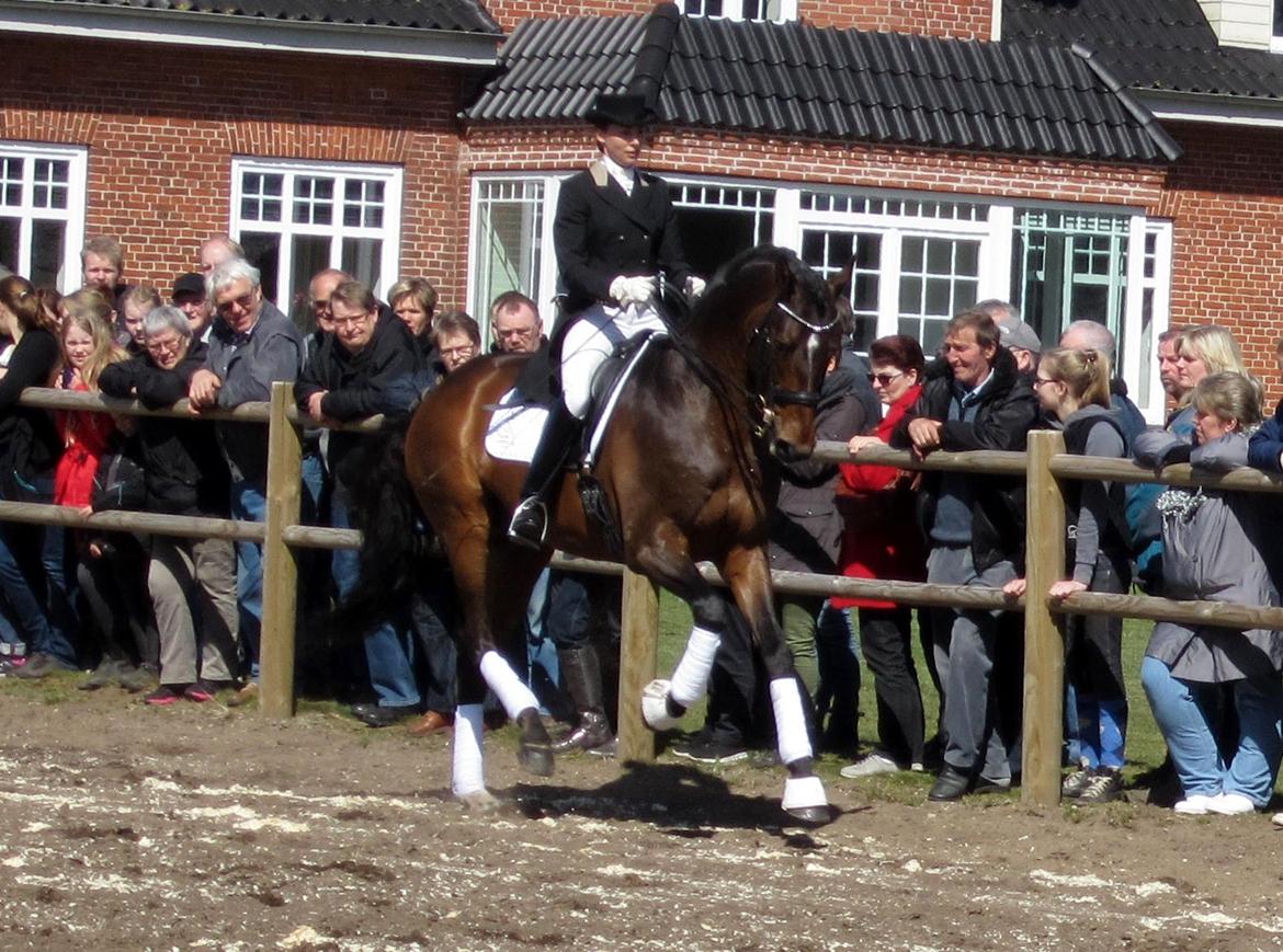 Bøgegårdens Laurino DVH 888 billede 85