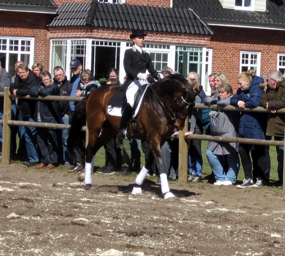 Bøgegårdens Laurino DVH 888 billede 86